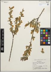 Foto von Salix glauca L.